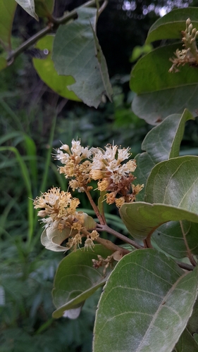 Combretum leprosum