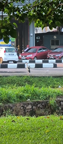 Asian Openbill