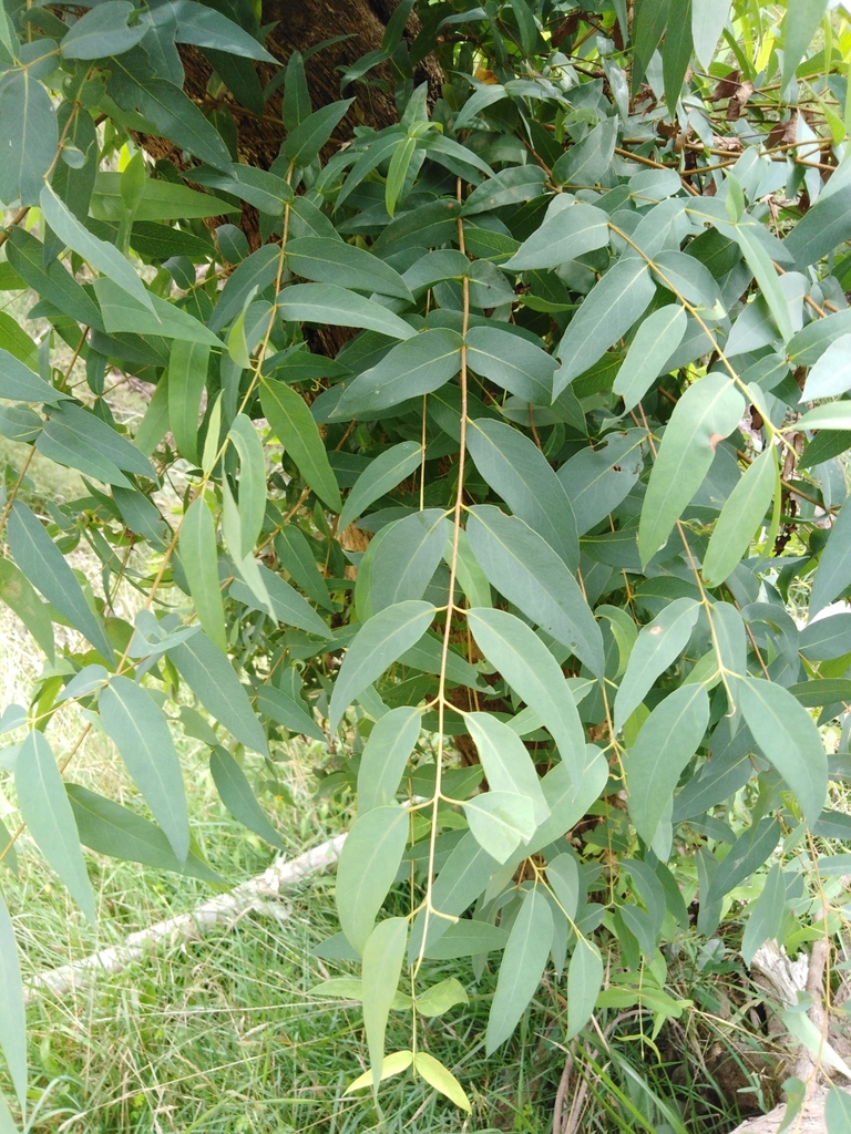 narrowleaf peppermint gum from Christmas Hills VIC 3775, Australia on