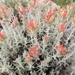 Woolly Indian Paintbrush - Photo (c) Mayra Diaz, all rights reserved, uploaded by Mayra Diaz