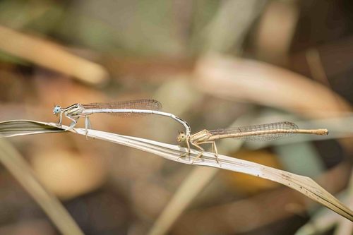 White Featherleg