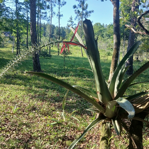 vase bromeliad