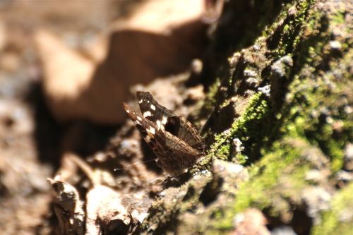 Subspecies Vanessa dejeanii dejeanii · iNaturalist