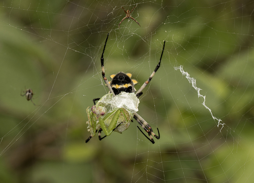 Silver Garden Orbweaver