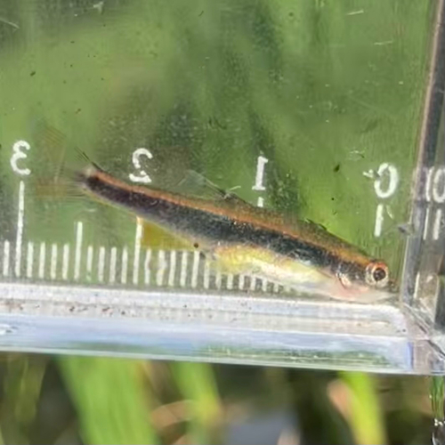 Pteronotropis metallicus
