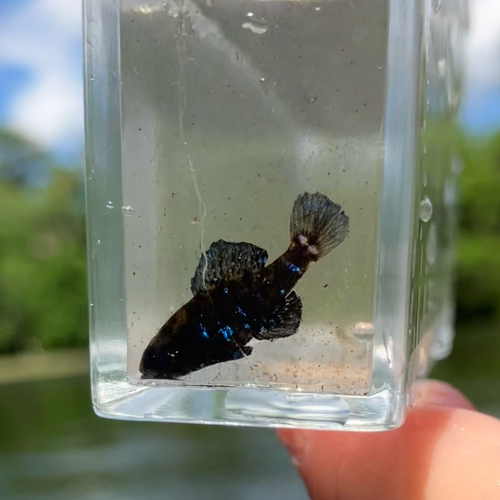 Elassoma okefenokee