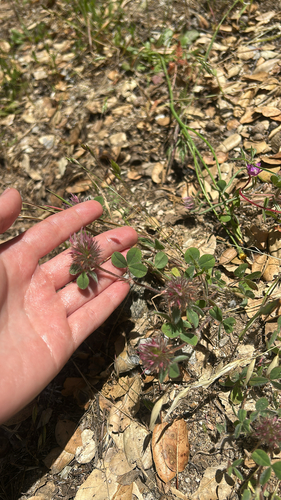 iNaturalist observation photo of Rose Clover