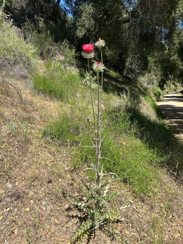 iNaturalist observation photo of Cobwebby Thistle