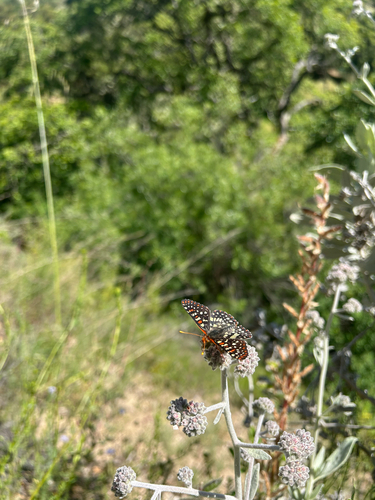 iNaturalist observation photo of Variable Checkerspot