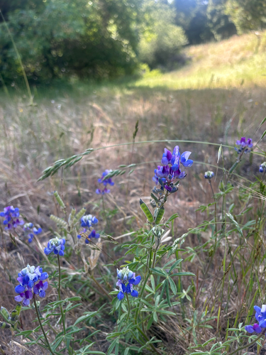 iNaturalist observation photo of Sky Lupine