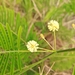 Acacia pennata
