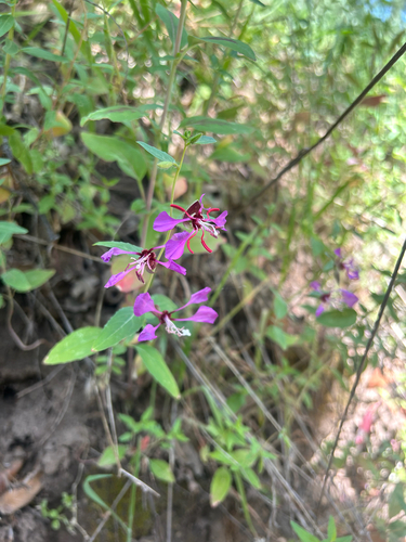 iNaturalist observation photo of Elegant Clarkia