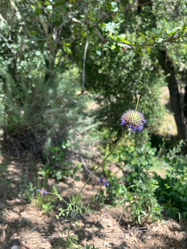iNaturalist observation photo of Chia