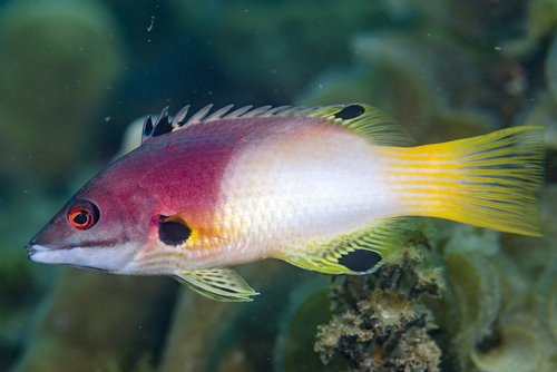 Bodianus axillaris