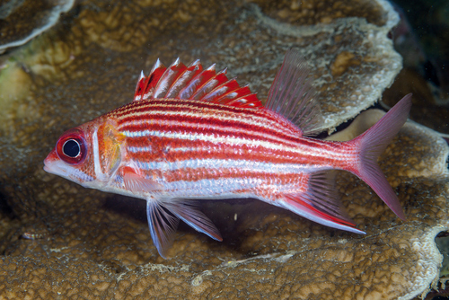 Sargocentron microstoma