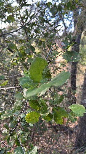 iNaturalist observation photo of coast live oak