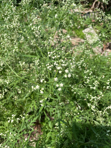Santa Maria feverfew