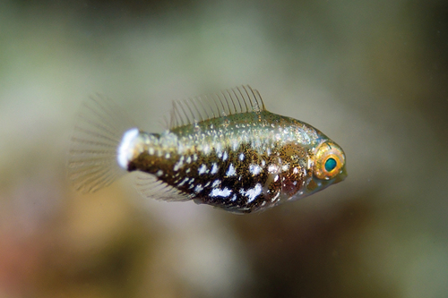 Scarus niger