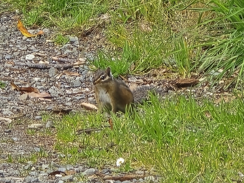 Shadow Chipmunk observed by alexanderdobosiewicz