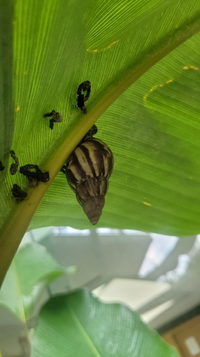 Lissachatina fulica