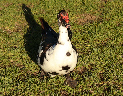 Domestic Muscovy Duck