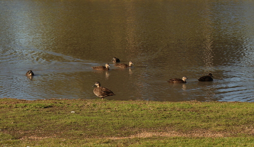 Pacific Black Duck