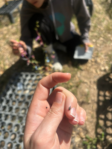 iNaturalist observation photo of Winged and Once-winged Insects