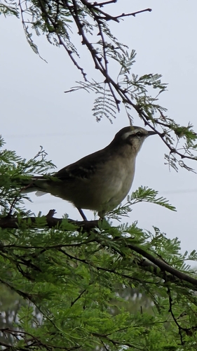 Chalk-browed Mockingbird