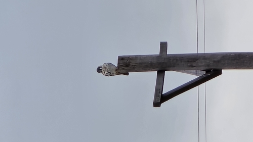 American Kestrel