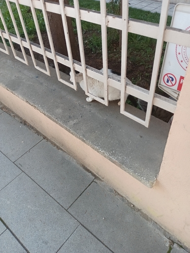 Domestic Cat