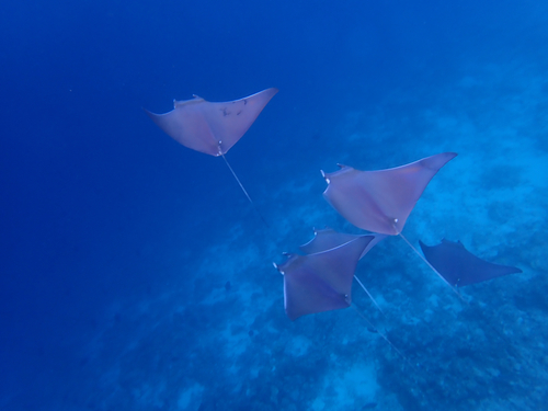 Mobula kuhlii