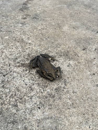Asian Common Toad