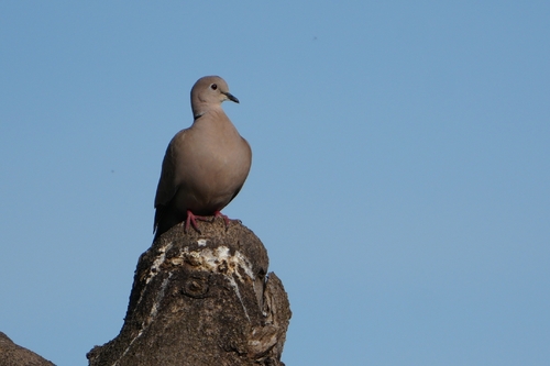 Avistamiento Streptopelia decaocto
