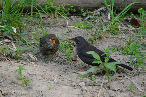 Avistamiento Turdus merula
