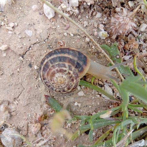Eobania vermiculata
