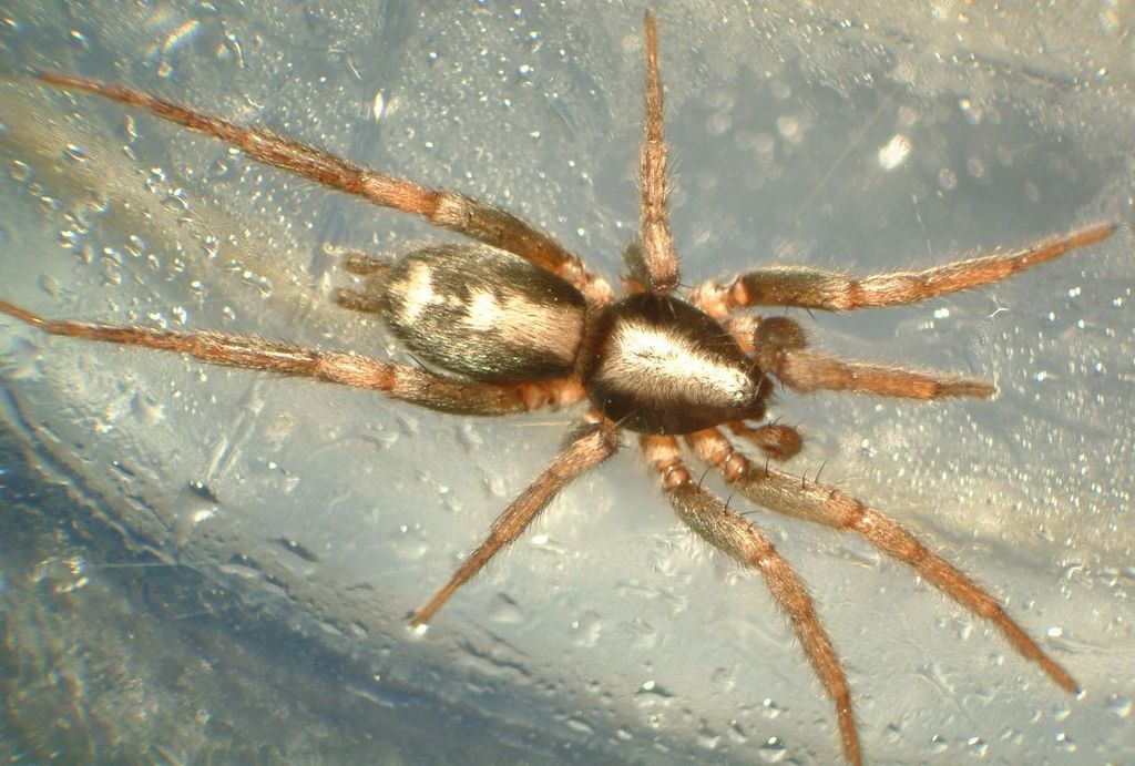 Eastern Parson Spider from Blue Earth County, US-MN, US on April 30 ...