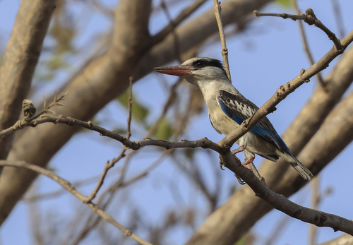 Striped Kingfisher