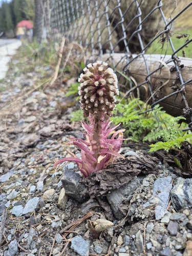 Common Butterbur