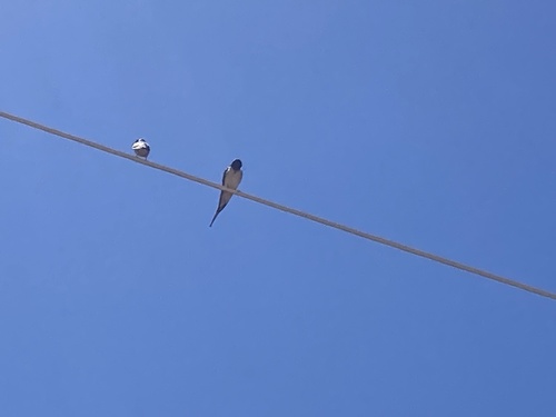 Barn Swallow