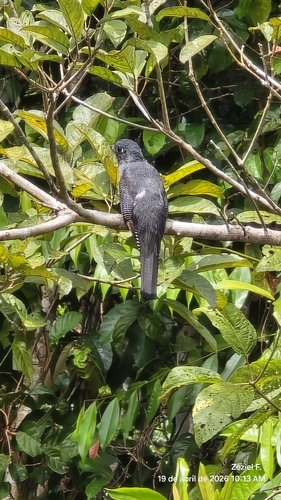 Blue-crowned Trogon