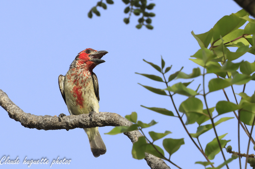 Vieillot's Barbet