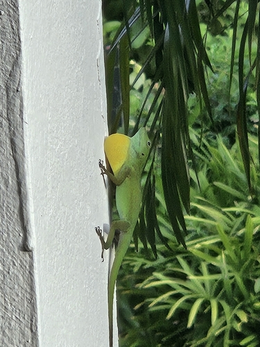 Emerald anole