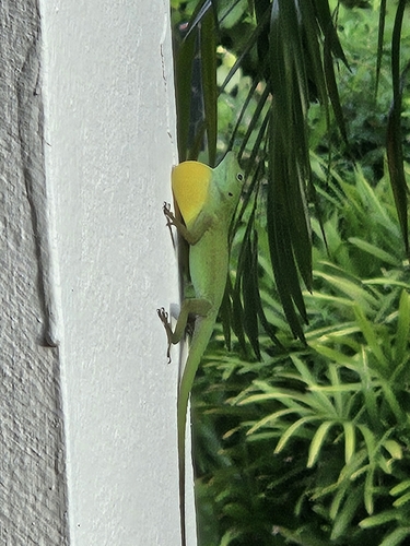 Emerald anole
