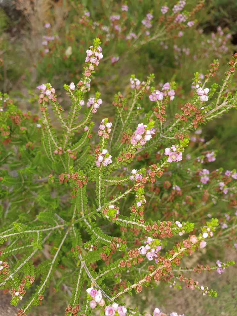 flowering plants from Joondalup WA 6027, Australia on March 25, 2020 at