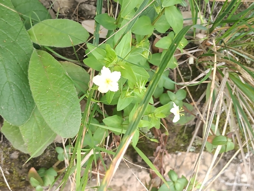 Lysimachia cousiniana
