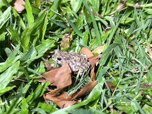 Asian Common Toad
