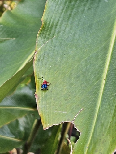 Thonalmus milleri