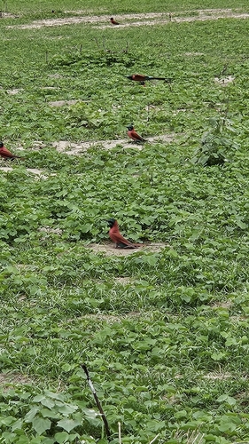 Northern Carmine Bee-eater