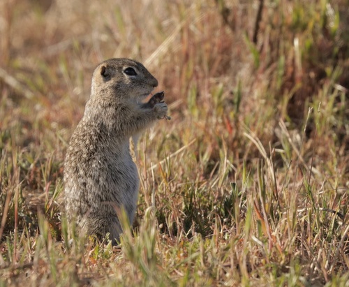 Washington Ground Squirrel observed by herptracker