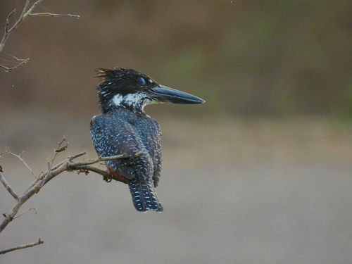 Giant Kingfisher